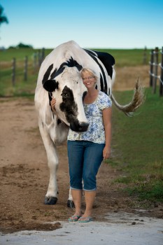 Blossom the Cow