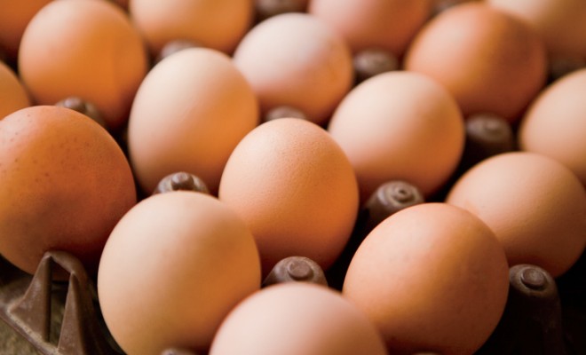 Study Eggs Public Perception