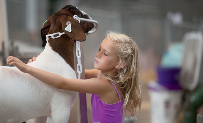Youth Livestock Shows Offer Life Lessons