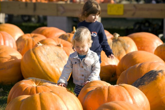 Illinois pumpkins