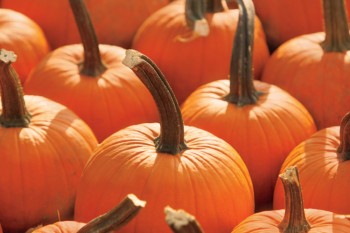 Illinois pumpkin farms