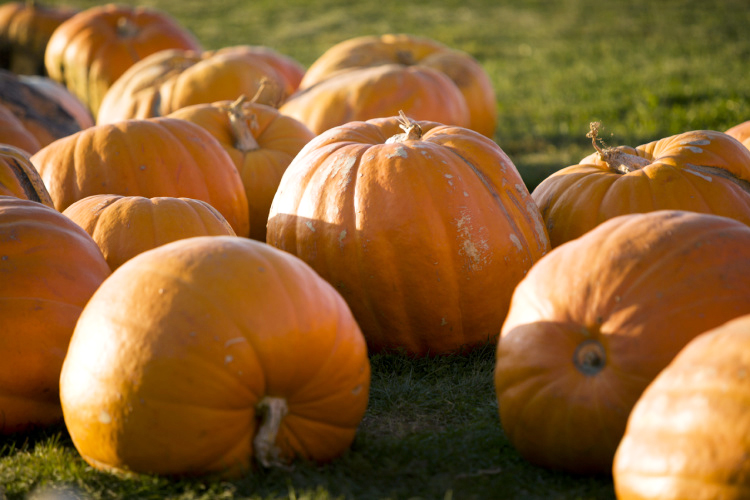 Illinois pumpkins