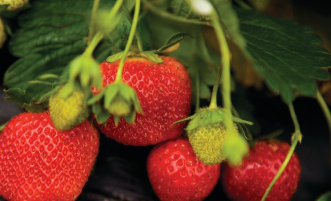 The Season for Strawberries