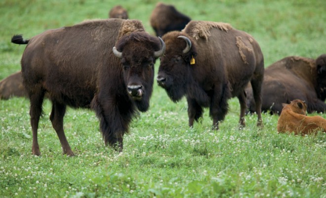 Midewin National Tallgrass Prairie: Where the Bison Roam