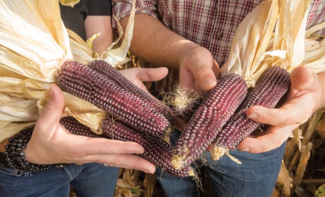 Illinois Farmers Diversify and Succeed With Popcorn