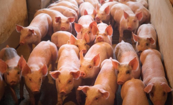 PORK-apalooza Kicks Off October Pork Month