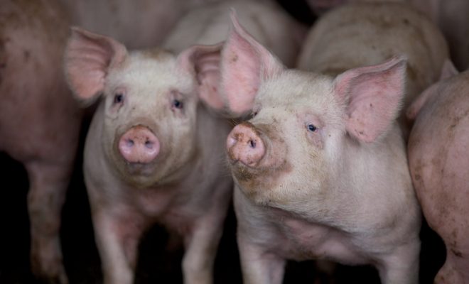Farm Facts: Pigs