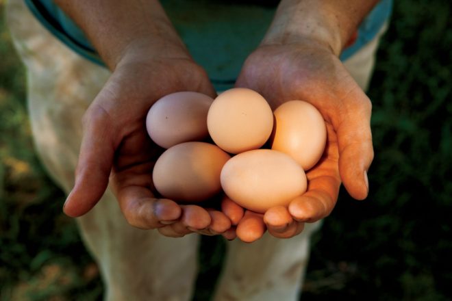eggs