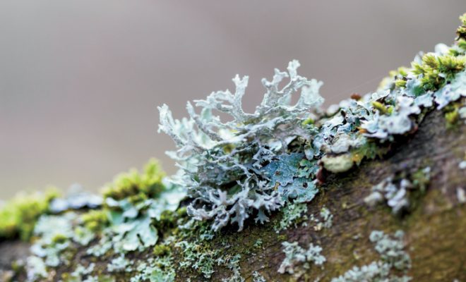 What’s The Difference Between Lichen and Moss?