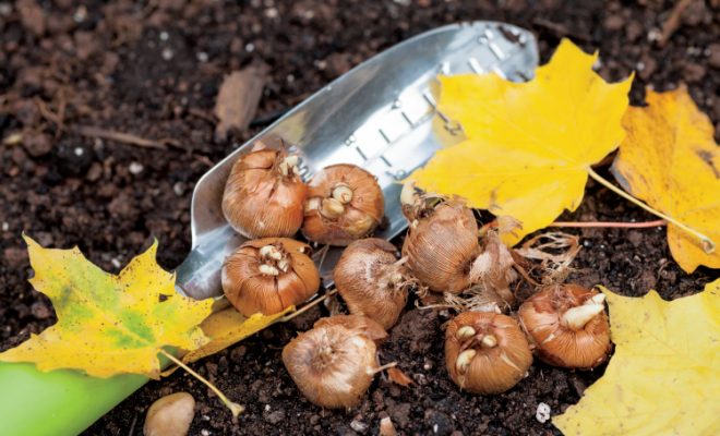 The Difference Between Hardy and Tender Bulbs