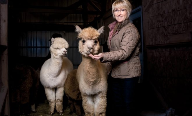Illinois Alpaca Farms Give a Feel for Fiber