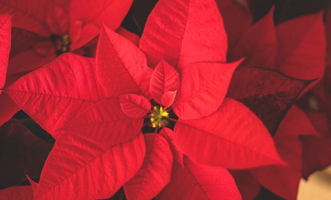 10 Poinsettia Pointers for the Holiday Season
