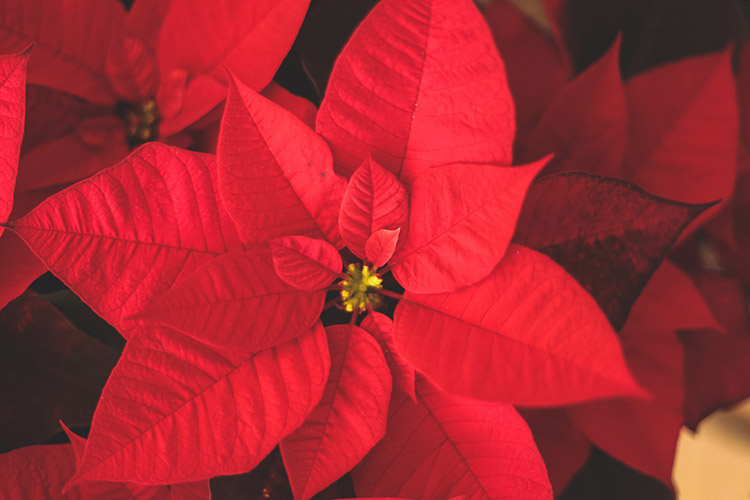 poinsettias