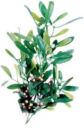 Mistletoe