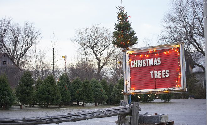 Illinois Christmas tree farm