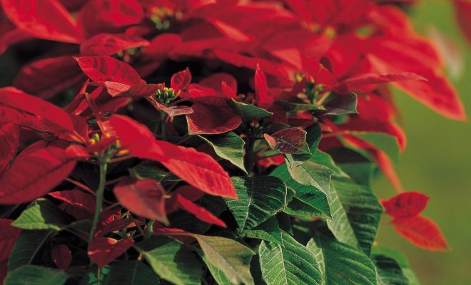 10 Fun Facts About Poinsettias