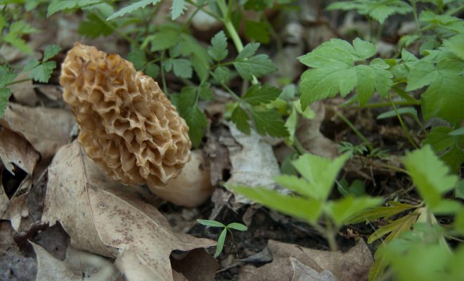 Morel Mushroom Season Picks Up in Illinois