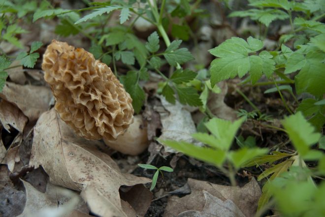 morel mushrooms