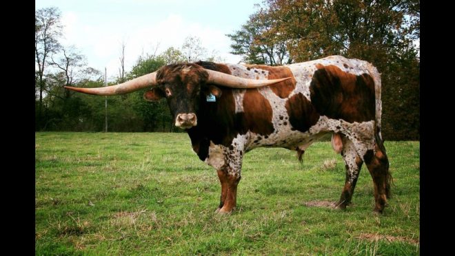 longhorns