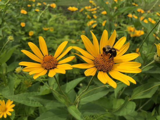 Jasper County pollinators