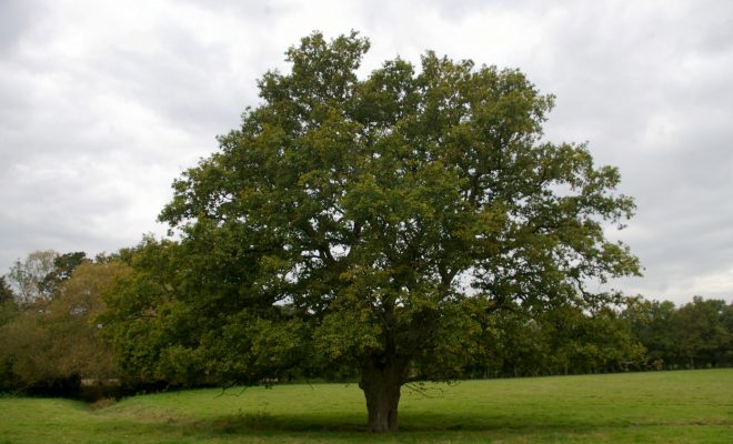 Outstanding Oak Tree Facts