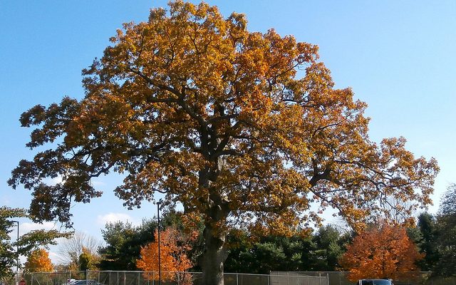 How to Plant an Oak Tree in 4 Simple Steps