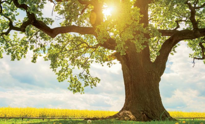 What You Need to Know About Illinois Oak Trees