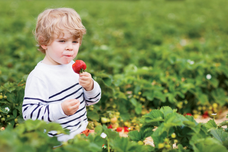 little boy picking and eating strawberries on berry farm