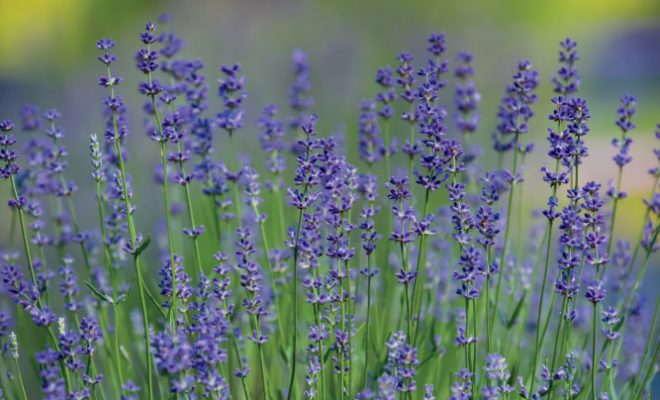 Find a Recipe From Shawnee Hills Lavender Farm