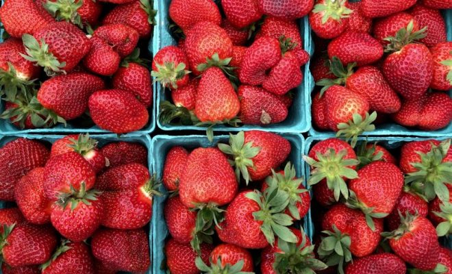 Visit Kern Family Orchard for Fresh Strawberries and More