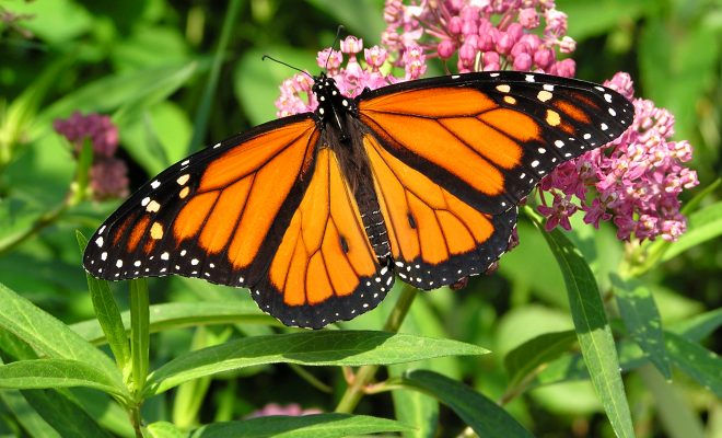 A Modern Farm Mom on Managing Manure and Monarch Butterflies