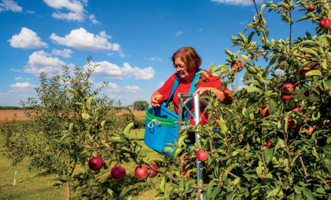 LaSalle County Farm Bureau member Wendy Wenzel works on her 100-acre, third-generation family farm called Donnie Appleseed Orchard, which has 250 apple trees along with 5 acres of fresh produce, including garlic, onions, green beans and tomatoes.