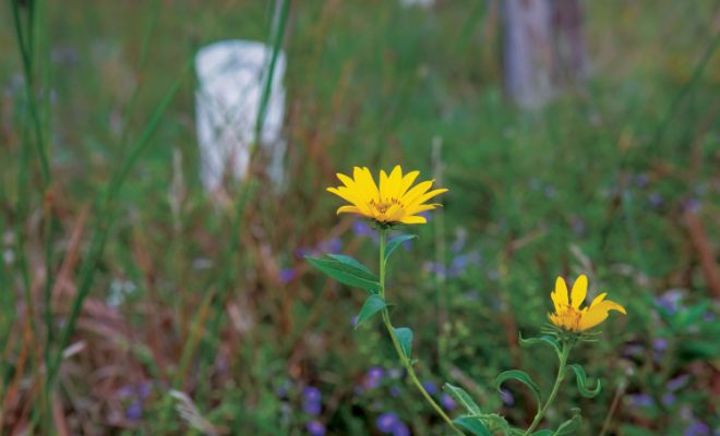 yellow flowers growing at Loda Cemetery Prairie Nature Preserve