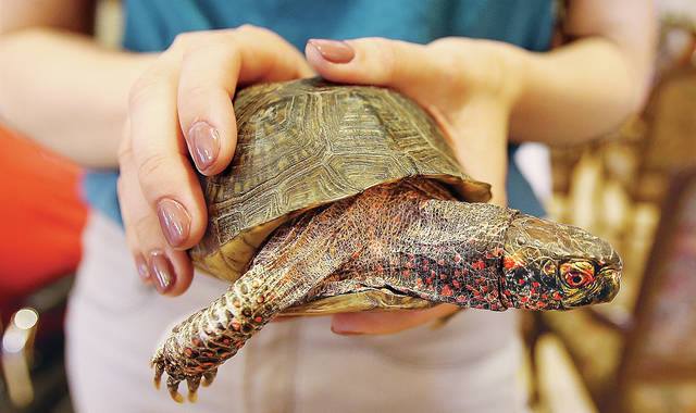 person holding turtle at Treehouse Wildlife Center in Illinois