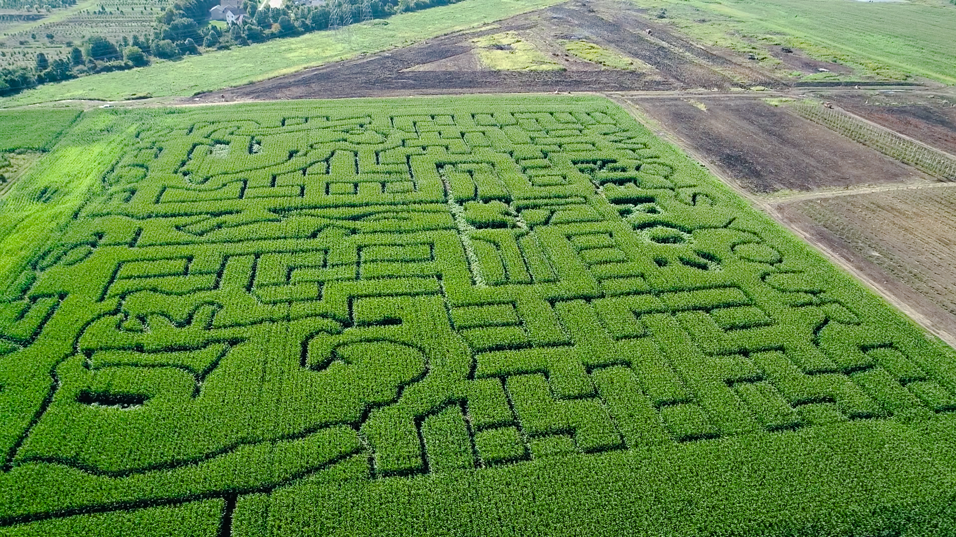 seigel's corn maze