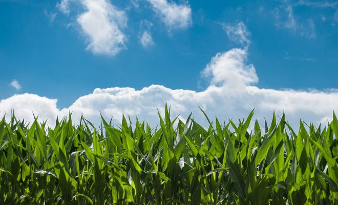 corn field and blue sky