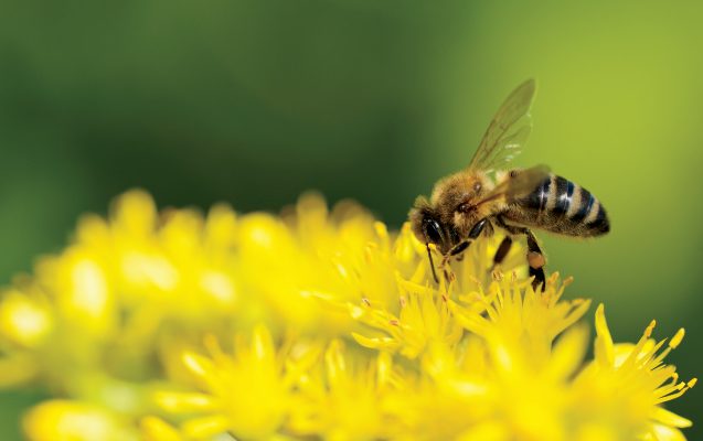 honeybee on yellow flower