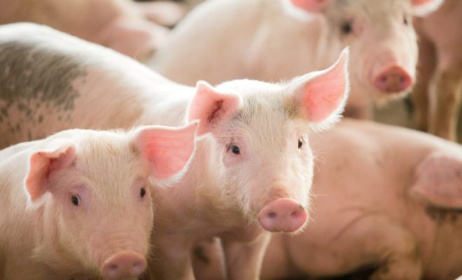 Could Pigs Be the Key to Understanding and Fighting COVID-19?