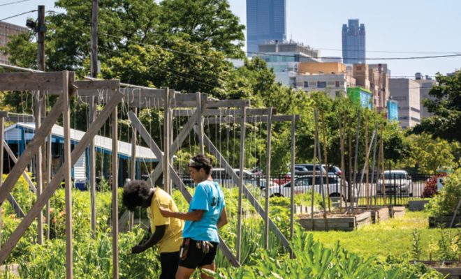 Urban Gardens Flourish in Chicago