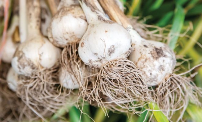 Garlic: The Stealthy, Healthy Superfood