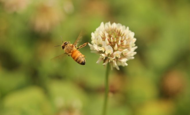 bee flying beside flower