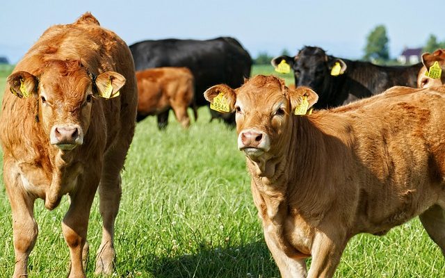 Farm Facts About Raising Cattle
