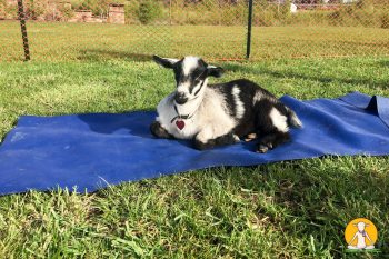 Illinois goat yoga