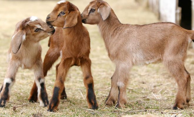 5 Places You Can Do Goat Yoga in Illinois