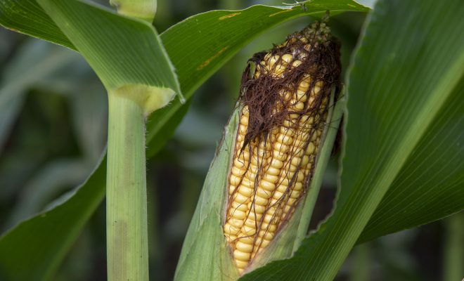 Corn Connection: A Crop Ingrained in Lifestyle