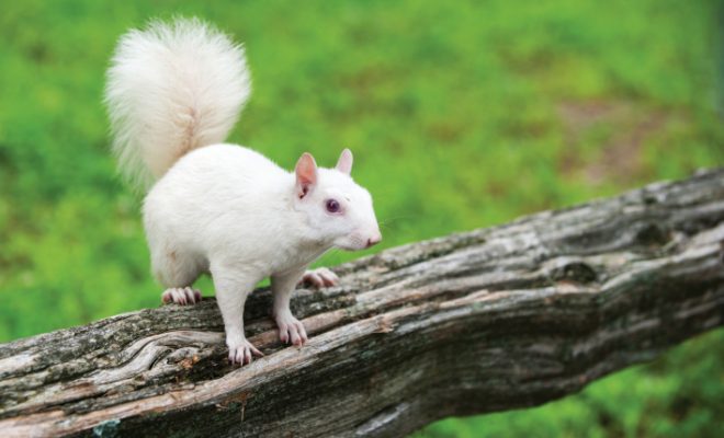 white squirrel on tree branch