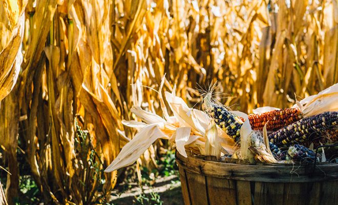 Harvest Season Terminology