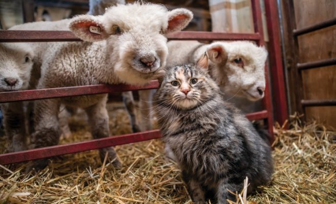 Winter Is a Busy Time for Farms Welcoming Newborn Animals