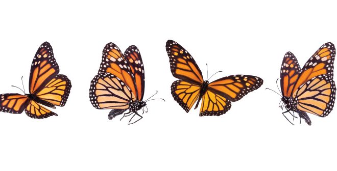 Monitoring Monarchs Butterflies in Illinois