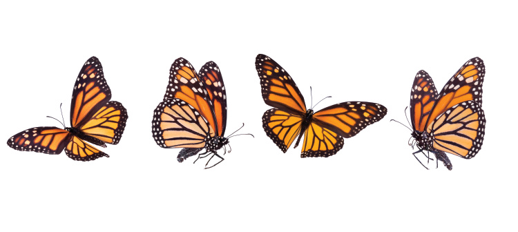 monarch butterflies